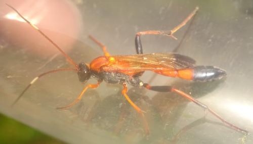 Ctenochares bicolorus